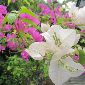 Lời khuyên chân thành đến những gia đình đang trồng cây hoa giấy