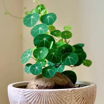 4 loại cây nên có trong nhà