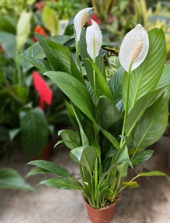 Người xưa tin rằng: Nhà có cây này trong phòng khách thì con cháu học hành đỗ đạt, tài khí đầy nhà