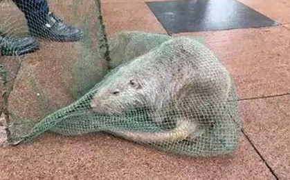 Chuột khổng lồ dài 1m bị nghi đột biến gen trong phòng thí nghiệm