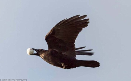 Con quạ hí hửng tha được trứng, ai nhờ vớ nhầm bóng golf