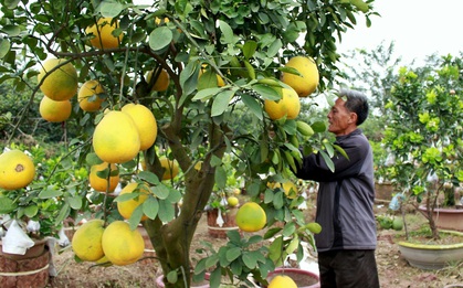 Độc đáo một cây có 10 loại quả ở Hà Nội