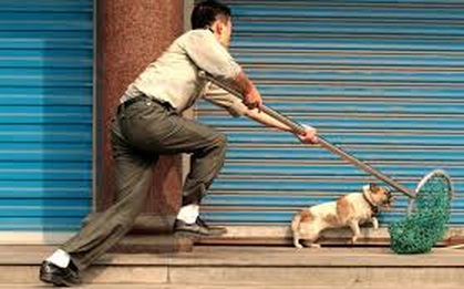 Nằm chết dưới mương nước khi truy đuổi kẻ trộm chó