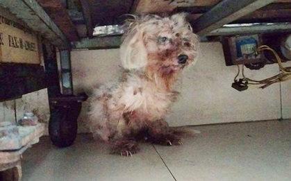 Hình ảnh chú chó xơ xác vì bị chủ chặt chân khiến ai cũng phải rơi nước mắt