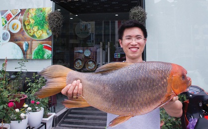 Nhà hàng mua cá anh vũ “cống phẩm tiến vua” cực hiếm về làm... chả cá