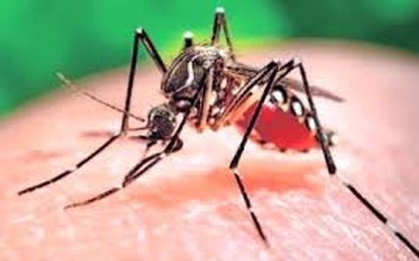 TPHCM công bố dịch Zika