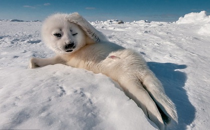 Bạn sẽ muốn vác một bé hải cẩu "tắm trắng" về nuôi sau khi xem xong chùm ảnh này
