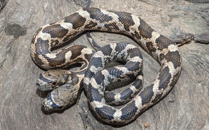 Con rắn có hai mặt giống như người yêu cũ của bạn