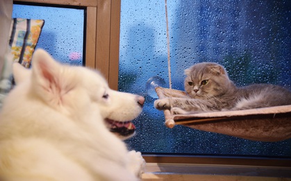 Nhà có một em cún nghịch, một bé mèo chảnh - cứ chí choé với nhau cũng phải!