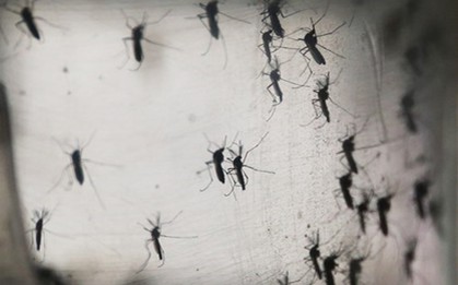 Đã phát hiện trường hợp nhiễm virus gây teo não Zika tại Thái Lan và Úc