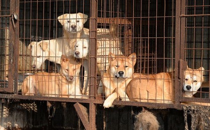 Trang trại nuôi chó - địa ngục trần gian nơi những chú chó tội nghiệp bị ngược đãi chờ chết