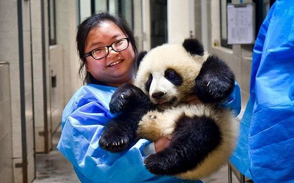 Sự thật không như mơ phía sau công việc việc nhẹ lương cao: Ôm gấu trúc thuê, kiếm 58 triệu đồng/tháng