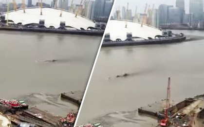 Quái vật hồ Loch Ness xuất hiện giữa London?