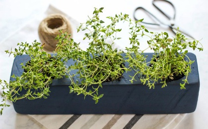 Trồng cây thảo mộc trong hộc trang trí bếp cực xinh