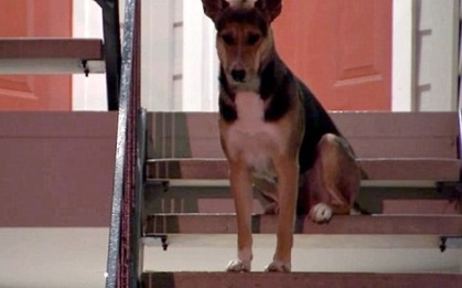 Hachiko phiên bản Mỹ kiên nhẫn đứng chờ người chủ quá cố suốt 15 ngày ròng rã