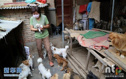 Người phụ nữ nhân hậu tình nguyện chăm sóc 220 chú chó hoang mà không hề ca thán