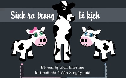 Sinh ra trong bi kịch - sự thật rơi nước mắt về cuộc đời của một chú bò công nghiệp