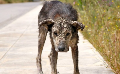 Cô chó hóa đá vì bị ký sinh trùng làm tổ trên da