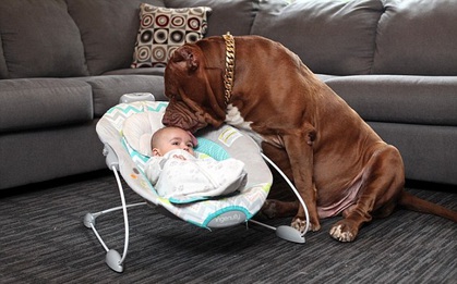 Trái với vẻ dữ dằn, chú chó pitbull khổng lồ nặng 76kg lại là một vú em đảm đang