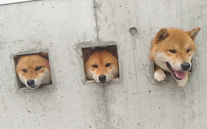 Ba anh em Shiba Inu và thú vui thò đầu qua ô cửa ngắm phố phường