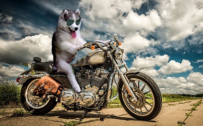 Chùm ảnh chế của chú chó Husky "ngã cây" nhất quả đất