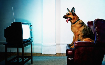 Chó nhà bạn thấy những gì khi ngồi xem TV?