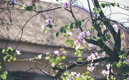 Nhẹ nhàng mùa hoa ban về trên phố Hà Nội