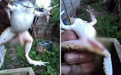 Chân dung con ếch có chân giữa "khủng" phá đảo thế giới ảo