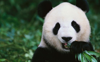 Gấu trúc khổng lồ đã biến mất trong Sách Đỏ