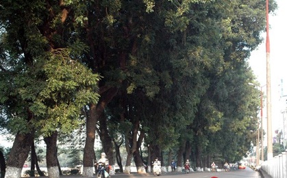 Sau Tết, hàng cây xà cừ bên hồ Thủ Lệ sẽ bị đánh chuyển, chặt hạ