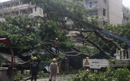 Mưa lớn khiến cổ thụ ở Sài Gòn bật gốc đè 3 căn nhà, cúp điện toàn khu vực