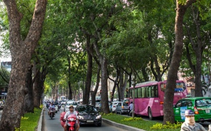 TPHCM di dời 14 cây xanh trên đường Tôn Đức Thắng để xây metro
