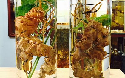 Việt Nam có 1 loại sâm tiền tỉ đắt nhất thế giới, quý và bổ hơn cả sâm Hàn Quốc