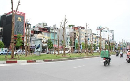 Chủ tịch Hà Nội lý giải việc trồng hàng loạt phượng trên phố
