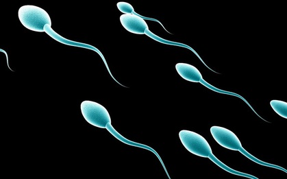 Một chú tinh trùng chứa 37,5MB dữ liệu, điều đó có nghĩa là...