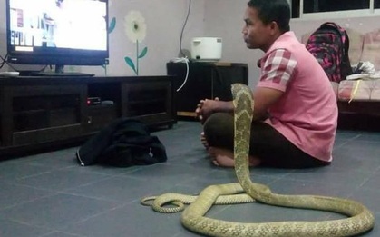 Cuộc hôn nhân viên mãn của anh chàng si tình và con rắn hổ mang khiến bọn không có gấu thầm ghen tị
