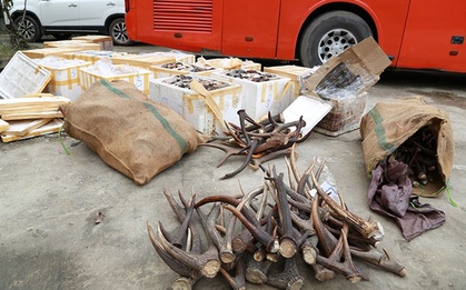 Xe khách vận chuyển gần 1 tấn nội tạng và sừng động vật