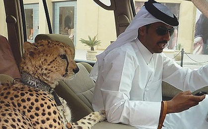 Ả Rập Saudi cấm người dân nuôi mãnh thú: Giới thượng lưu sẽ khoe giàu theo cách điên rồ nào nữa?