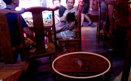 Chuột "nhảy lầu tự tử" xuống khay đồ ăn, nhiều thực khách bỏ chạy tán loạn