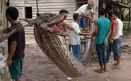 Chặn đường người dân, trăn khổng lồ 7m bị hiệp sĩ đường phố giết chết