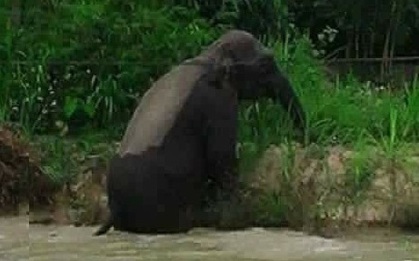 Sơn La: Người dân hốt hoảng vì voi rừng tắm ở ao cá, ngủ tại chuồng bò!