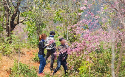 Những cành đào mang hơi thở của Đà Lạt, sao các "phượt thủ" nỡ bẻ xuống để chụp ảnh check-in?