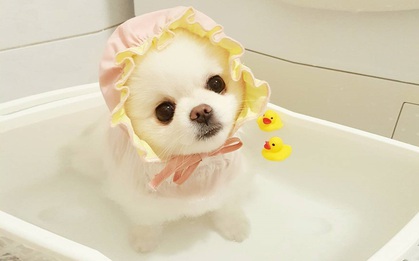 Làm quen với chú chó phốc sóc xinh như thú bông
