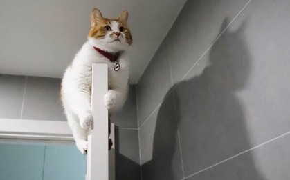 17 giây phút biến hình như Tôn Ngộ Không của những chiếc bóng biết đùa