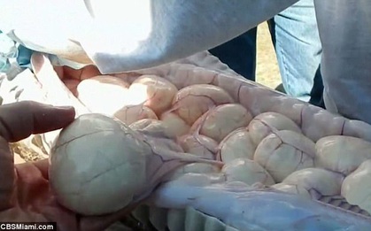 Bắt được trăn khổng lồ, mổ bụng ra thấy có tới 78 quả trứng bên trong