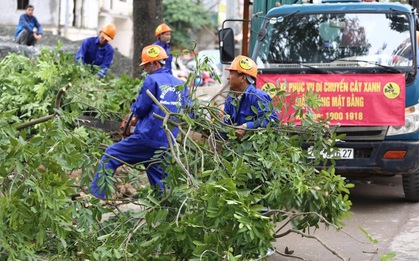 Hà Nội chặt, di dời hơn 1.000 cây ở đường Phạm Văn Đồng