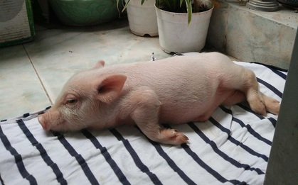 Chó, mèo xưa lắm rồi! Giờ nuôi heo mới là mốt, nhớ phải cưng như trứng nha!