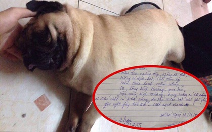 Chú chó Pug đột tử, bác sĩ kết luận chết do sặc nước bọt khiến cộng đồng mạng bất ngờ