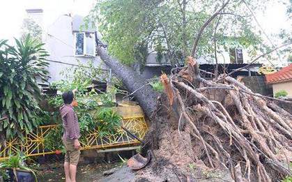 Ảnh hưởng của bão số 14: Nhiều nhà dân tốc mái, cây cổ thụ ngã đổ ở Sài Gòn