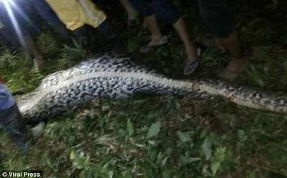 Người dân mổ bụng con trăn khổng lồ và phát hiện thi thể người đàn ông 25 tuổi trong đó